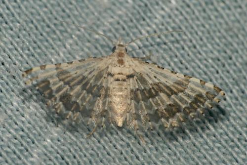 Alucita sp.